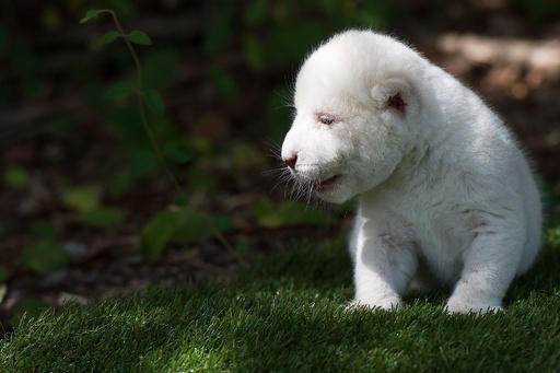 まるでテディベア」 人工哺育でホワイトライオンすくすく 写真17枚