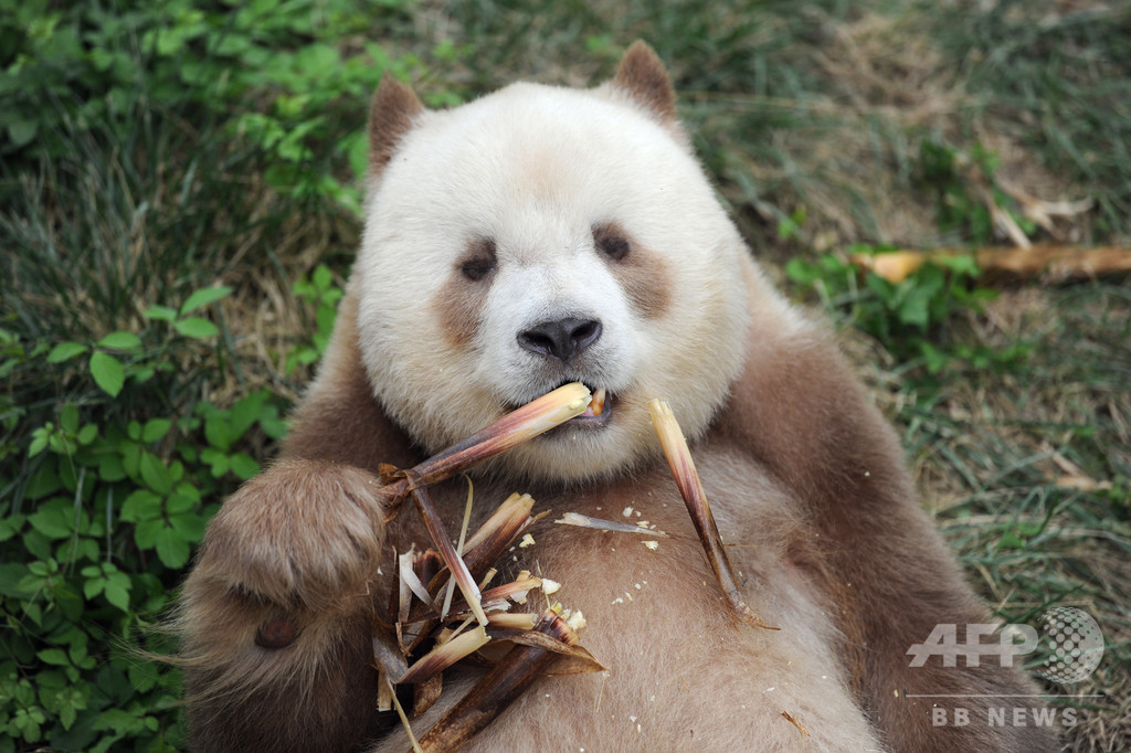 秦嶺山脈の茶色パンダ「チーザイ」 写真5枚 国際ニュース：AFPBB News