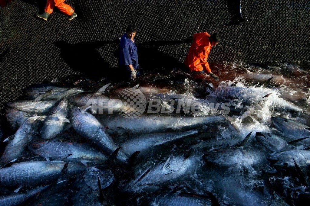 地中海と大西洋のクロマグロ取引禁止、米国も支持へ 地中海と大西洋のクロマグロ取引禁止、米国も支持へ