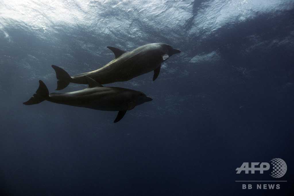 カナダ議会 イルカやクジラの捕獲 繁殖禁止する法案可決 写真1枚 国際ニュース Afpbb News