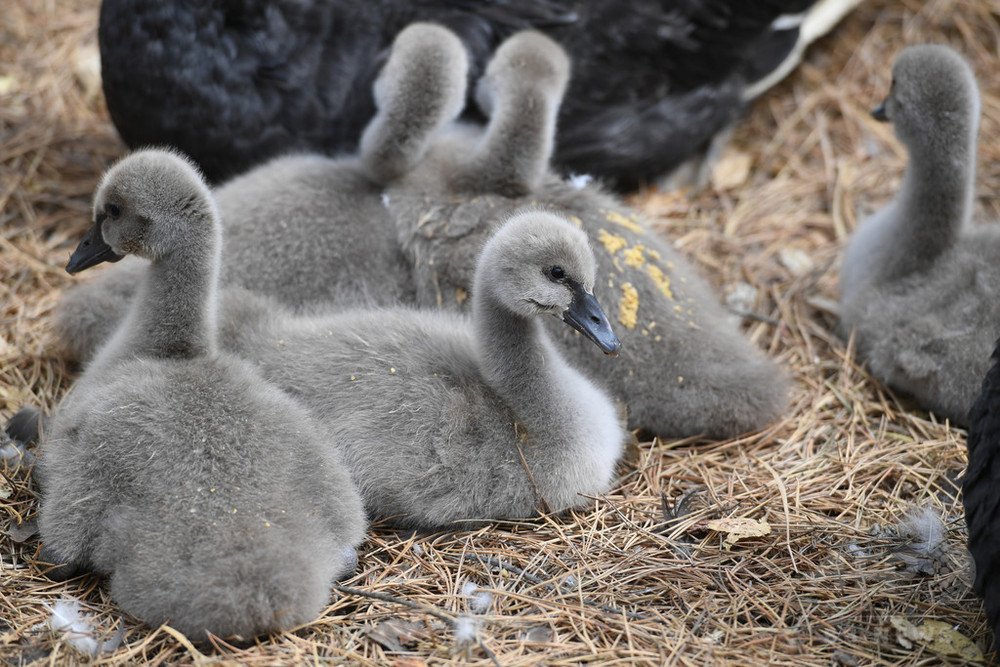 親鳥のそばにぴったり コクチョウのヒナたち 長春 写真3枚 国際