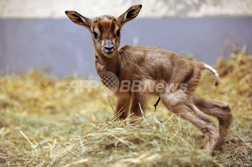 生後わずか1日のガゼル ハンガリーの動物園が写真公開 写真5枚 国際ニュース Afpbb News