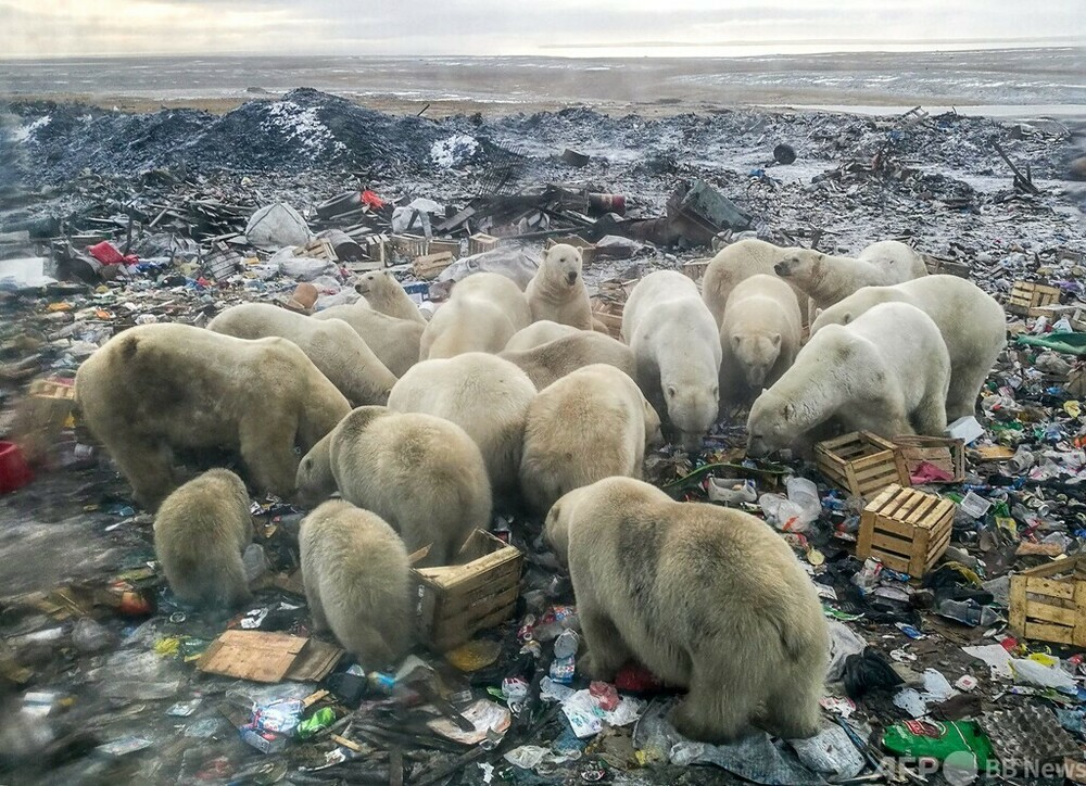 ホッキョクグマのウィンストン 地球温暖化に立ち向かう、ある 