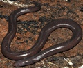 カンボジア・ポーサット（Pursat）州で発見され、最近新種と分かったアシナシイモリ（2010年9月12日撮影）。(c)AFP/Fauna and Flora International