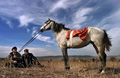 ブルガリア・Devnia近郊で開かれた祭の競馬に出場したウマ（2005年3月19日撮影）。(c)AFP