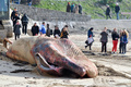 フランス西部レ・サーブル・ドロンヌ（Les Sables d&apos;Olonne）の海岸で25日早朝、全長18メートルのクジラが打ち上げられているのがみつかった。

写真は、浜辺に横たわるクジラと集まった人たち（2013年1月25日撮影）。(c)AFP/FRANK PERRY