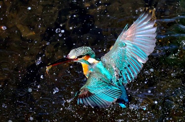 幻の鳥「カワセミ」はなぜ都心の高級住宅街に戻ってきたのか 写真1枚