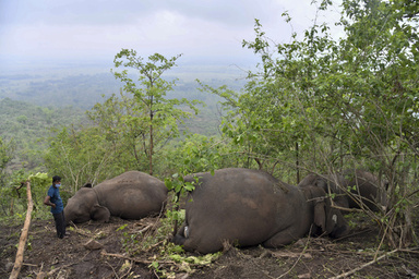 落雷が原因か、ゾウ18頭死ぬ インド北東部 写真16枚 ファッション