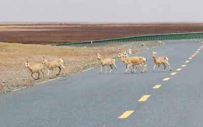 青海からチベットまでの「線」と「面」で生態保護＝中国