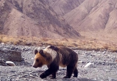 中国でヒグマの生息環境広がる 人への「襲撃」問題も
