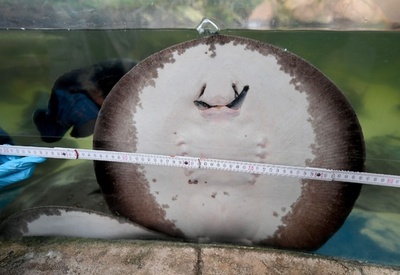 独水族館で身体計測、餌につられる動物も