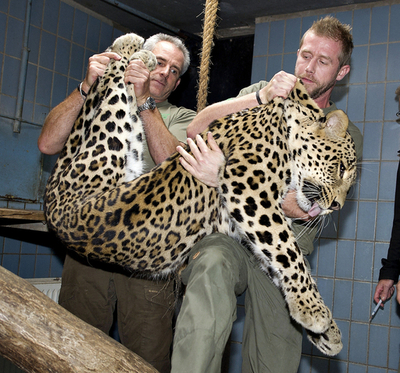ペルシャヒョウの引っ越し、デンマークから渡米