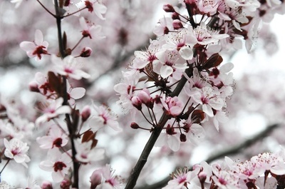 コソボの春を彩るサクラ、見頃を迎える  ドレナス