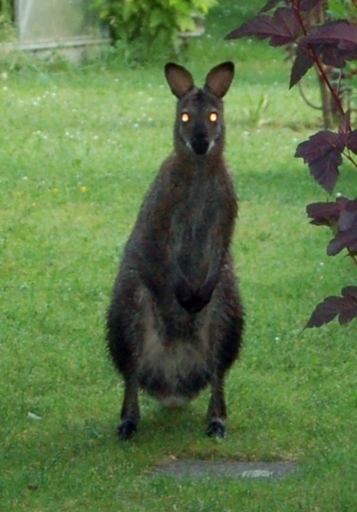 カンガルー3頭が脱走、「共犯」はキツネとイノシシ ドイツ