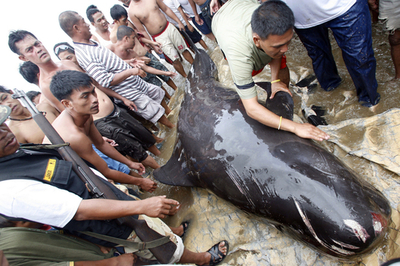 負傷したクジラを市民が応急処置、フィリピン