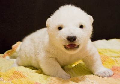 満7週のホッキョクグマのフロッケ、体重は4200グラムに
