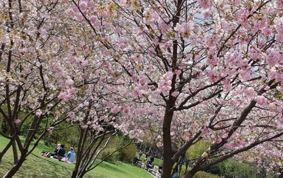 オーストリアで桜が満開に ウィーンの市立公園