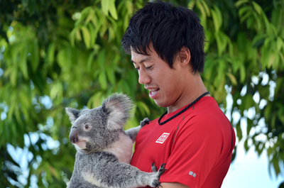 ブリスベーン国際出場の錦織がコアラとたわむれる