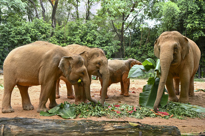 「アジアゾウ北上」のその後、中国雲南省が保護策を打ち出す