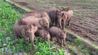 中国雲南省の野生アジアゾウ 「北上南帰」から5年で7頭増加