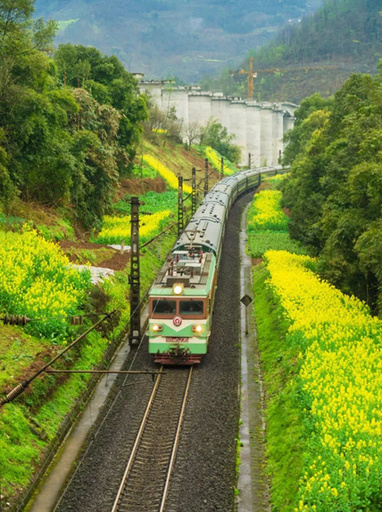 羊の群れも鉄道の旅を満喫 四川省の鈍行列車