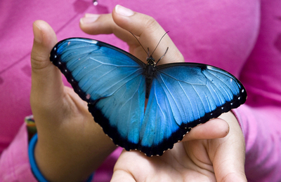 チョウと人のふれあい、南米コロンビアで博覧会