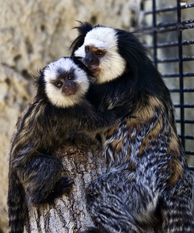 「パパだ～いすき！」、つぶらな瞳がかわいいマーモセットの赤ちゃん