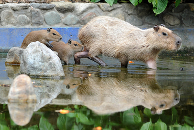 いつもお母さんと一緒、カピバラの赤ちゃん コロンビア