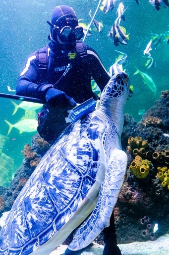 「く～、気持ちいい！」 水族館で大掃除、独