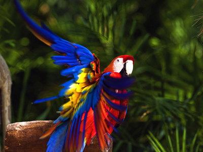 鮮やかなメキシコのコンゴウインコ、シカレ自然公園