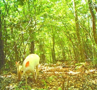 珍しいアルビノのキョンを撮影、中国・神農架