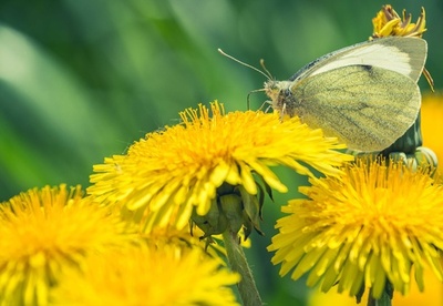 独自然保護区の昆虫、約30年で4分の1以下に 研究
