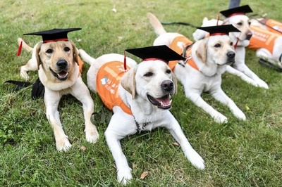 ボクたちも早くお役に立ちたい！　中国盲導犬南方師範基地から初の「卒業生」