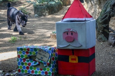 息を潜めて狙う先は…クリスマスプレゼント コロンビア