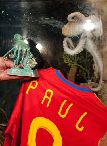 「予言ダコ」パウル、スペイン代表入り？ 背番号は「8」