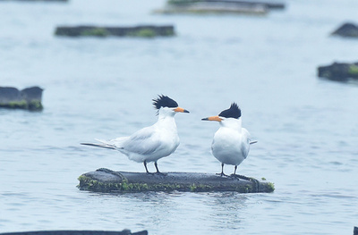 ヒガシチュウゴクアジサシが中国福建省に飛来 世界で最も珍しい渡り鳥