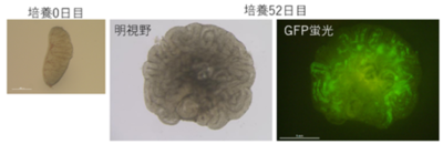 【横浜市立大学】胎仔精巣からの体外精子形成に成功