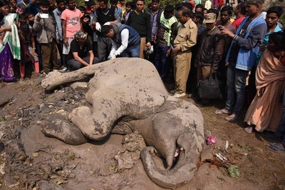 ゾウの群れに旅客列車が衝突、４頭死ぬ インド