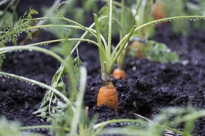 紛失したダイヤの婚約指輪、畑のニンジンから「収穫」 カナダ