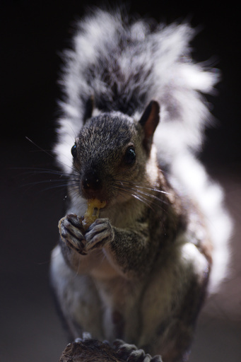 アカリス保護でハイイロリスへの避妊薬使用を検討 英