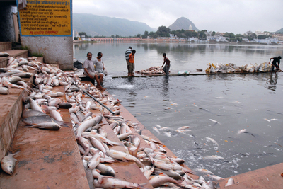 ヒンズー教の祭りが原因？湖に大量の死んだ魚