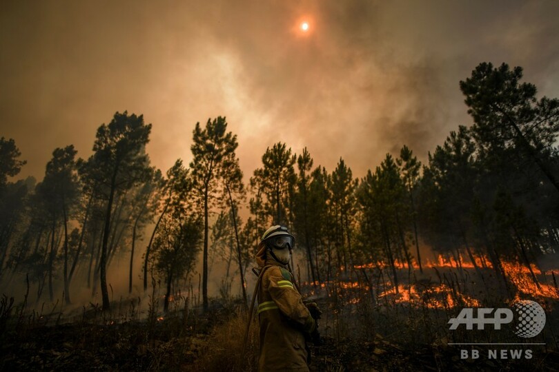ポルトガル中部の山火事 ほぼ鎮火 41人負傷 7000ヘクタール焼失 写真7枚 国際ニュース Afpbb News