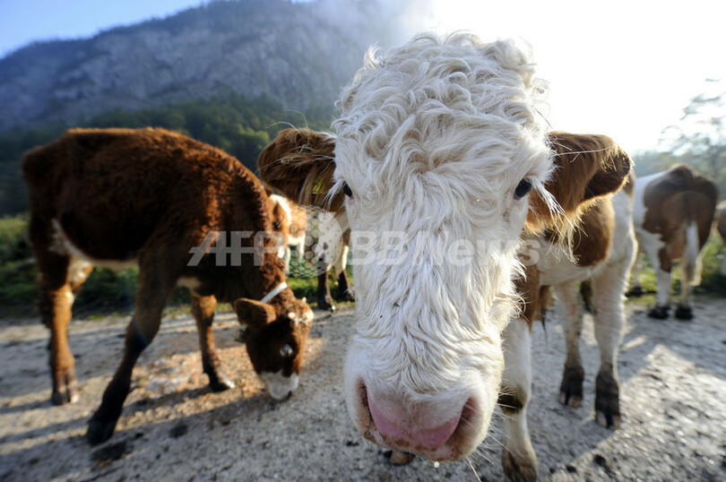 ひと夏越えて牛たちが山からの里帰り、ドイツ