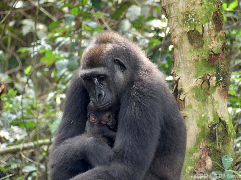飼育下から野生に戻された雌雄のゴリラから赤ちゃん誕生 世界初 ガボン 写真4枚 国際ニュース Afpbb News