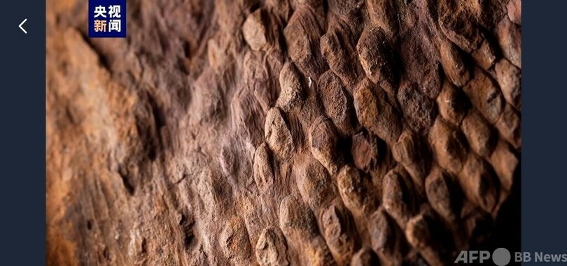 植物にも「うろこ」ができる? 中国山西省で大量の鱗木類化石を発見