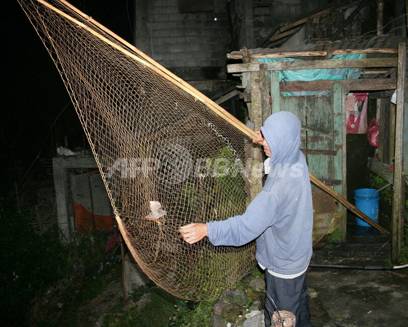 希少ウズラの最後の一羽？ 「市場」で撮影