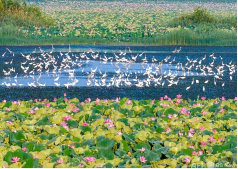 清潔で美しい世界を共に築く中国の貢献と示唆