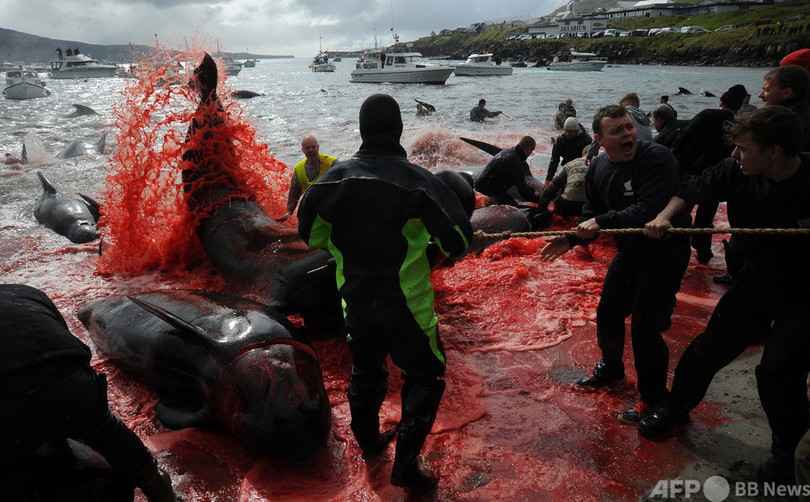 1日でイルカ1400頭殺す、フェロー諸島の追い込み漁に非難