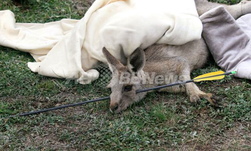 カンガルーの顔を矢で射抜いた男、豪警察が逮捕・起訴 カンガルーの顔を矢で射抜いた男、豪警察が逮捕・起訴