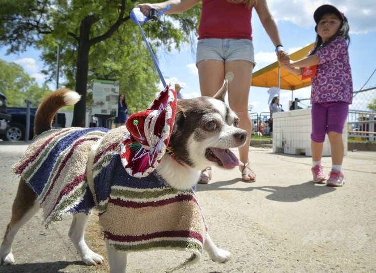 華やかに着飾ったチワワが大集合 米首都 写真19枚 国際ニュース Afpbb News